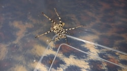Die große Spinne wurde in einem Stiegenhaus gefunden.
