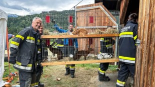 Feuerwehr wurde zur Tierrettung (Bild: Bezirksfeuerwehrkommando Villach-Land)