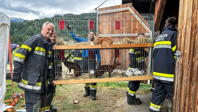 Fire department was called out to rescue animals (Bild: Bezirksfeuerwehrkommando Villach-Land)