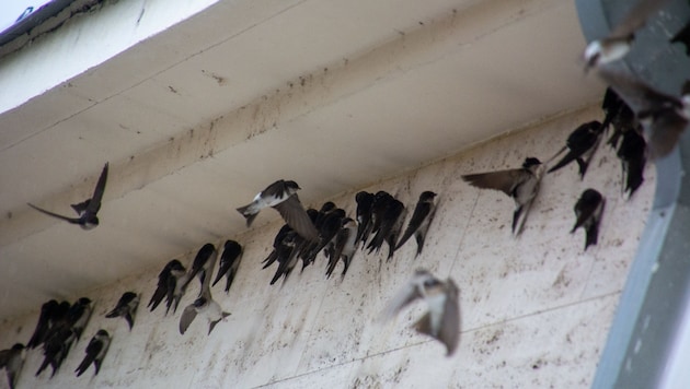 Auch am Nebengebäude der Krone Burgenland haben sich die Schwalben versammelt und suchen Schutz vor dem Wetter.  (Bild: Charlotte Titz)