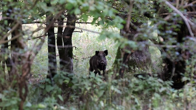 The Antheringer Au nature reserve remains a political controversy. (Bild: Tröster Andreas)