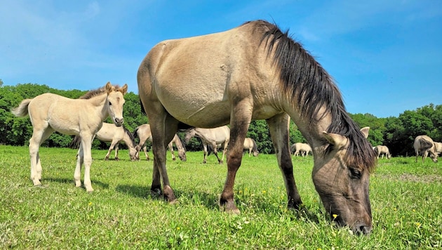 Icelandic horses on their fenced pasture near Lassee in the district of Gänserndorf. (Bild: Christoph Roland)