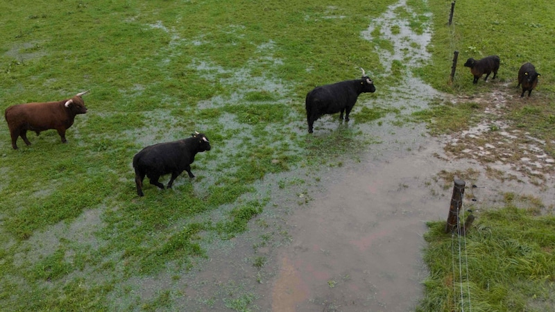 Some of the meadows can no longer absorb all the water (Bild: Scharinger Daniel/Pressefoto Scharinger © Daniel Scharinger)