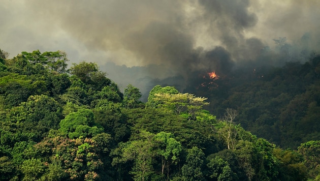 Half of the fires would affect the primary forest in Brazil. (Bild: APA/AFP)