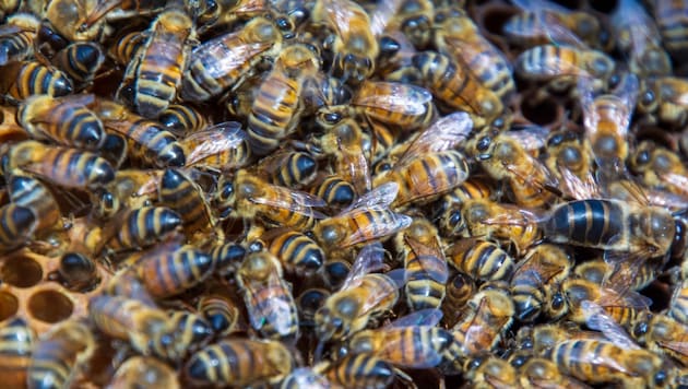 Bee honey is a valuable commodity. Nevertheless, commercial beekeepers are fighting for survival. (Bild: Charlotte Titz)