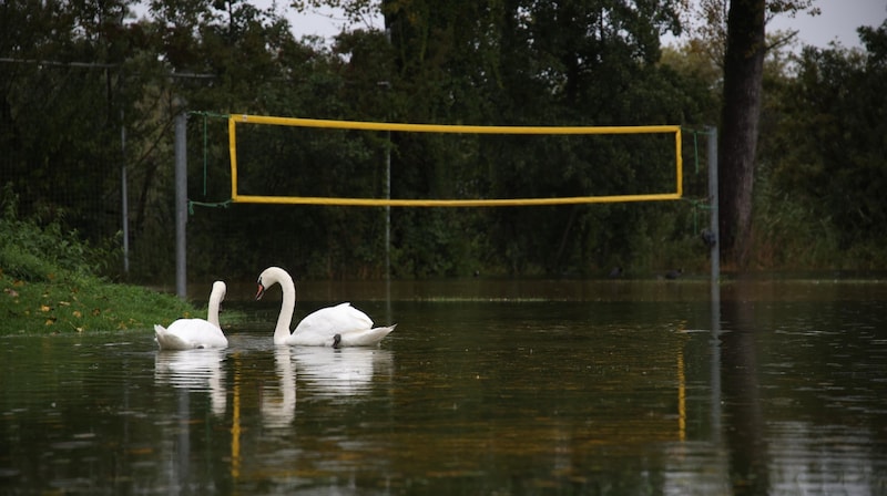 Zwei Schwäne eroberten den Beachvolleyballplatz in Seekirchen. (Bild: Tröster Andreas)