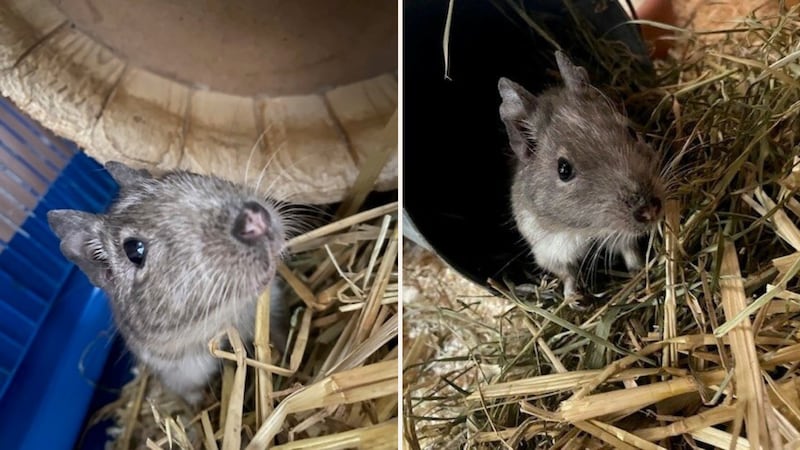 Willi is a lively little guy. (Bild: TSV Tirol)