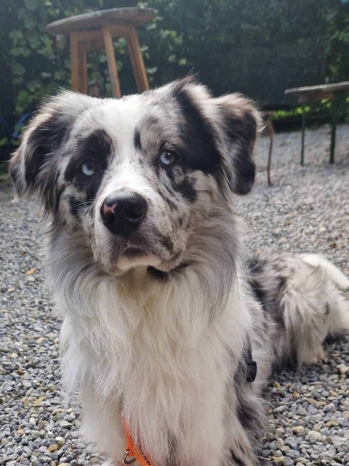 Border Collie Neo.