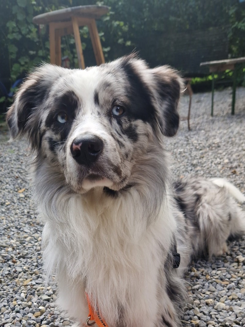 Border Collie Neo. (Bild: Tierschutzheim Vorarlberg)