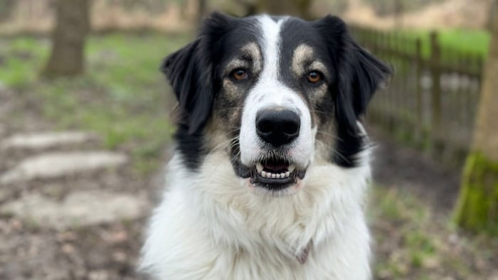 Herdenschutzhund Wilhelm.