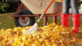 Wenn sich ständig alle Blätter im eigenen Garten sammeln, kann das schon sehr lästig werden. (Bild: stock.adobe.com/Kathrin39 )