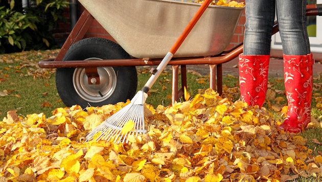 If leaves are constantly collecting in your garden, it can become a real nuisance. (Bild: stock.adobe.com/Kathrin39 )