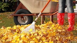 Wenn sich ständig alle Blätter im eigenen Garten sammeln, kann das schon sehr lästig werden.