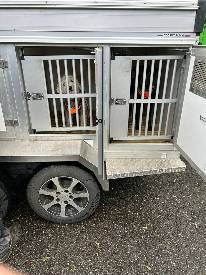 Acht Hunde und 20 Katzen mussten aus dem Tierheim Kapfenberg evakuiert werden.