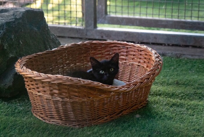 Die kleine Katze ist nun in der Arche Noah in Sicherheit.
