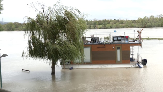 Hochwasser in Wien (Bild: krone.tv)