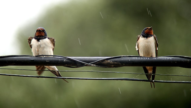 Barn swallows in the rain (symbolic image) (Bild: stock.adobe.com/Dominique Uhe)