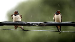 Rauchschwalben im Regen (Symbolbild) (Bild: stock.adobe.com/Dominique Uhe)