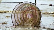 So eine Fischreuse nutzte der Angler im Juli