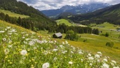 Schmetterlinge und Wildbienen brauchen Mager- und Trockenwiesen als Lebensraum.