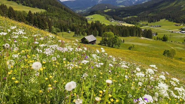 Schmetterlinge und Wildbienen brauchen Mager- und Trockenwiesen als Lebensraum. (Bild: Uwe Grinzinger)