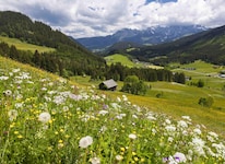 Schmetterlinge und Wildbienen brauchen Mager- und Trockenwiesen als Lebensraum. (Bild: Uwe Grinzinger)