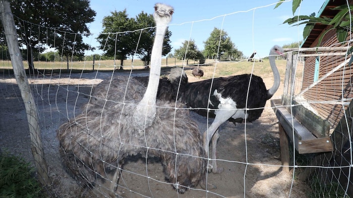 Vögel der Straußenfarm blicken in eine ungewisse Zukunft.