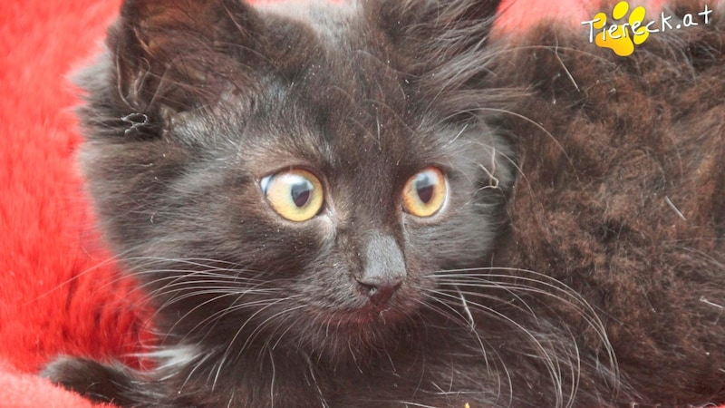 Shadow and one of her siblings are looking for a forever home! (Bild: Lavanttaler Tierhilfe)