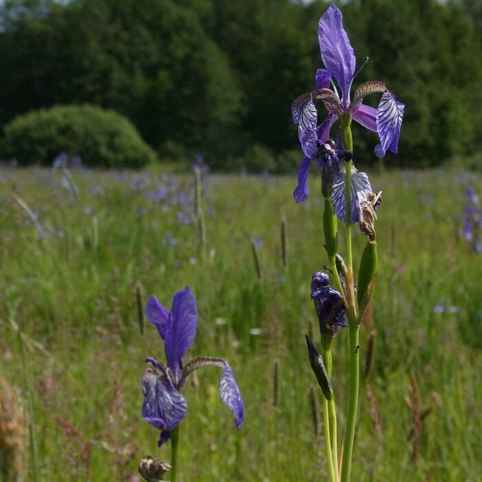 The Siberian iris (Red List Austria: endangered, Red List Carinthia: critically endangered) is a ...