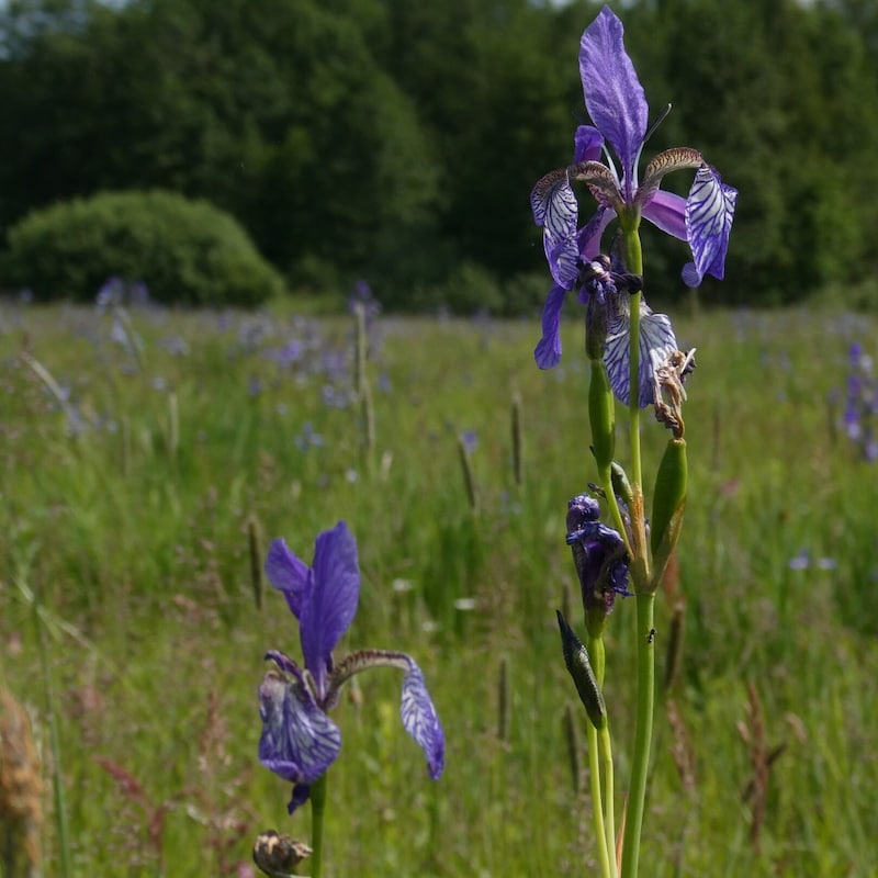 The Siberian iris (Red List Austria: endangered, Red List Carinthia: critically endangered) is a typical companion of lean wet meadows and marshes. These sites are often endangered due to eutrophication and drainage or abandonment, succession and afforestation. (Bild: B. Knickmann)