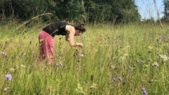 Saatgut aufsammeln im Rahmen des Artenschutzprojekts Botanische Gärten Österreichs. (Bild: S. Socher)