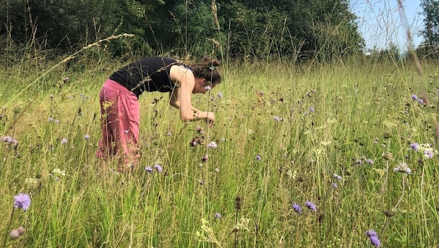 Saatgut aufsammeln im Rahmen des Artenschutzprojekts Botanische Gärten Österreichs. (Bild: S. Socher)