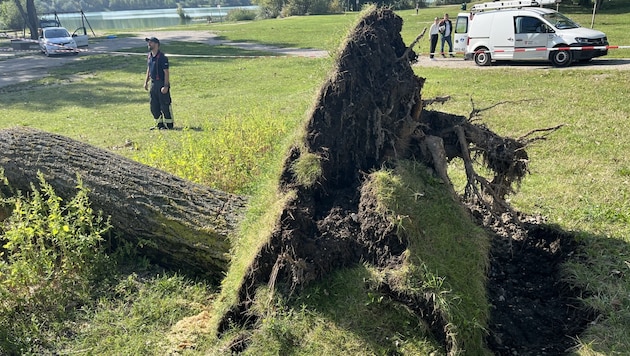 A fallen tree right next to the playground at the Hirschstettner pond shows how the rain roller turned even the healthiest trees into a potentially deadly danger. (Bild: Lukas Zimmer)