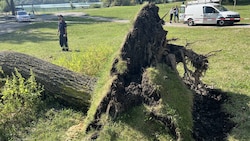 Ein umgestürzter Baum gleich beim Spielplatz am Hirschstettner Teich zeigt, wie die Regenwalze auch die gesündesten Bäume zur potenziell tödlichen Gefahr werden ließen. (Bild: Lukas Zimmer)