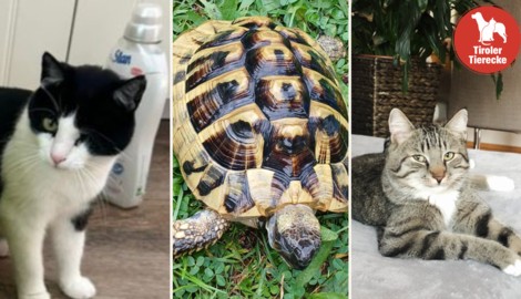 Vermisste Kätzchen und gefundene Schildkröte. (Bild: TSV Tirol, ZVG)