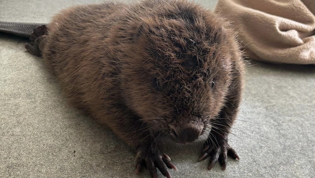 The cute rodent is now being nursed back to health (Bild: Tierheim Freistadt)