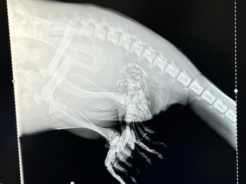 All in one piece, as the x-ray showed (Bild: Tierheim Freistadt)