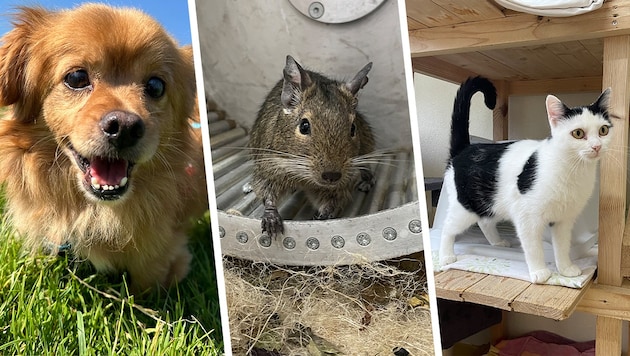 Diese Schützlinge warten noch auf geeignete Plätze (Bild: Krone KREATIV/Tierheim Linz, Pfotenhilfe Lochen)