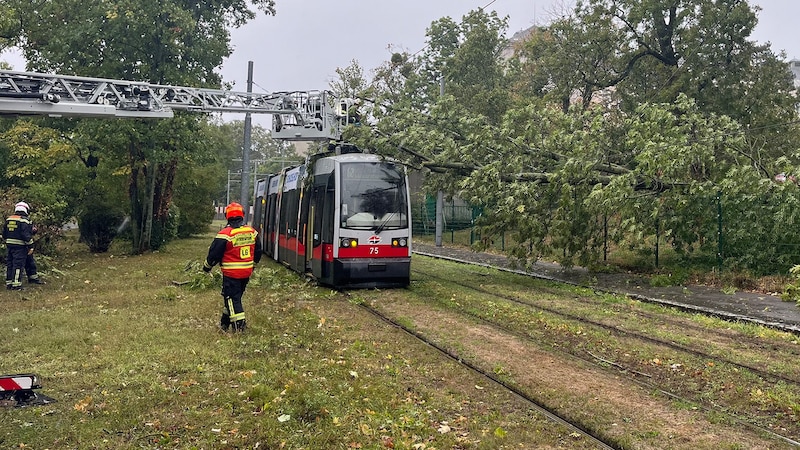 Several fallen trees had to be removed from the road in Vienna. (Bild: Wiener Linien / Jakob Schönfeldinger )