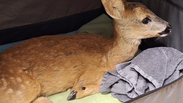 An exhausted deer also came to the Parndorf animal shelter. It has already been released back into the wild. (Bild: Tierheim Parndorf)