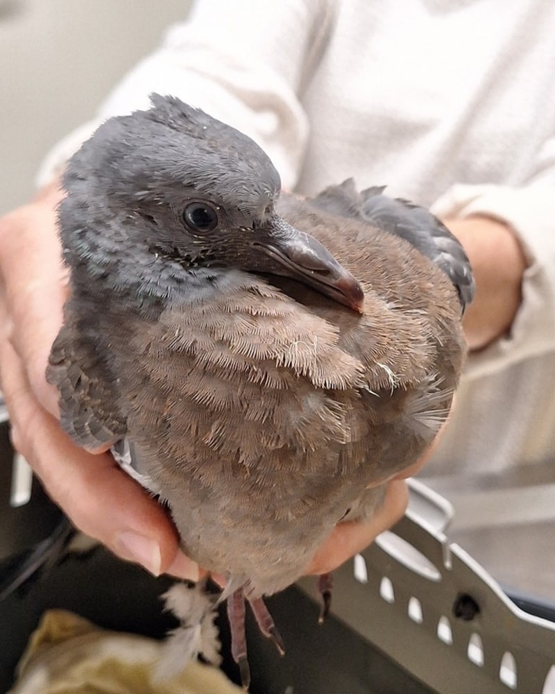 Pigeons that had been affected by the weather were also brought in. (Bild: Tierheim Parndorf)