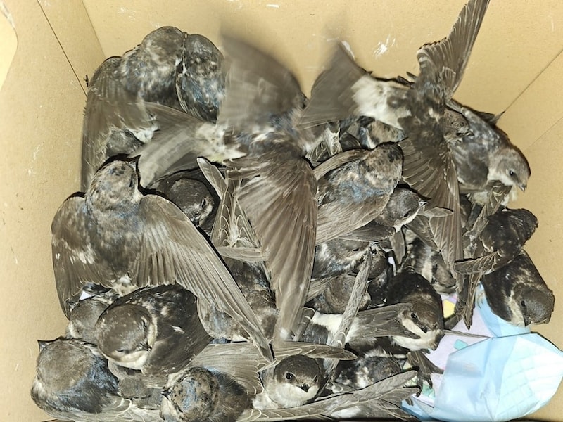 Around 400 swallows ended up with Claudia Herka and her helper. Those that have survived are to be released again by the weekend so that they can continue their journey to warmer climes. (Bild: Tierheim Parndorf)