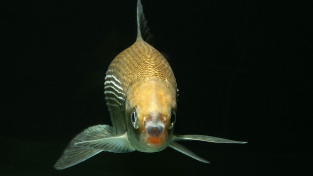 The whitefish is the bread-and-butter fish of the Traunsee fishermen, whose nets often remain empty (Bild: ÖBF/Harald Ficker)