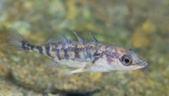 Wie durch ein Wunder scheint der Stichlingsbestand im Bodensee innerhalb kürzester Zeit eingebrochen zu sein.  (Bild: Rostislav Stefanek/Shutterstock.com)