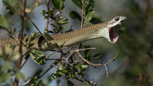 A poisonous snake seems to be up to mischief in Braderup in Schleswig-Holstein. (Bild: Stu Porter, stock.adobe.com)