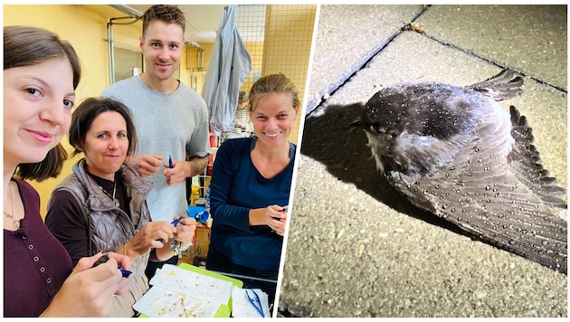 The "Swallow Rescue" campaign brought together 1,500 animal lovers. They now want to remain active together as "Team Tierschutz". (Bild: zVg/Tierschutz Austria)