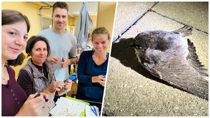 Hunderte ehrenamtliche Tierretter sorgten sich im September 2024 um Tausende in Not geratene ...