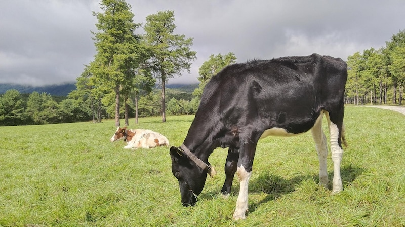 Cows graze along the hiking trail. (Bild: Peter Freiberger)