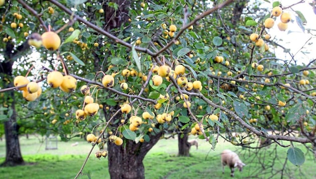 Orchards are cultural assets with valuable fruit varieties (Bild: Rojsek-Wiedergut Uta/Kronen Zeitung)