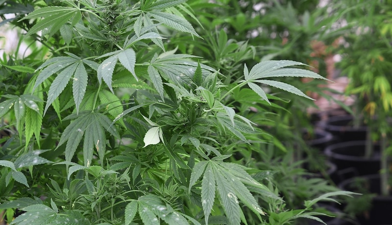 Mehr als 100 Cannabis-Pfanzen wurden angebaut. (Bild: Scharinger Daniel)